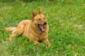 Mixed breed dog yawns lying in the spring grass Royalty Free Stock Photo