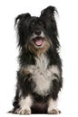 Mixed-breed dog, 10 years old Royalty Free Stock Photo