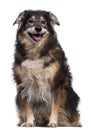 Mixed-breed dog, 12 years old Royalty Free Stock Photo