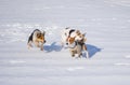 Mixed breed dogs attacking basenji dog Royalty Free Stock Photo