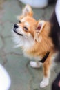 Mixed breed dogs between Pomeranian and Thai traditional breeds