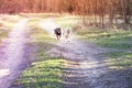 Mixed breed dogs running Royalty Free Stock Photo