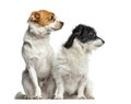 Mixed-breed dogs sitting and looking away, isolated Royalty Free Stock Photo