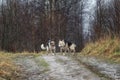 Mixed breed dogs at walk on dirty country road Royalty Free Stock Photo