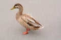 Mixed breed duck molting