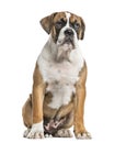 Mixed-breed, English bulldog and boxer, sitting