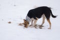 Mixed breed female dog found mouse hole while being in hunting stage