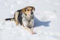 Mixed-breed female dog lying on deep snow