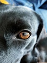 mixed breed female dog lying down looking at her owner