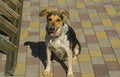 Mixed breed female three colored dog sitting on pamenmet and looking up