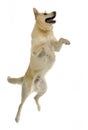 Mixed breed funny face dog jump up in photostudio Royalty Free Stock Photo