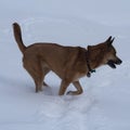 Mixed Breed German Shepard Running In the Snow with Motion Blur for Movement Effects