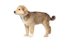 Mixed Breed Ginger Puppy Stands Isolated on White