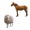 Mixed breed horse standing, Front view of a Sheep