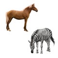 Mixed breed horse standing, zebra bent down eating