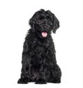 Mixed-breed labradoodle sitting against white background