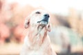 Mixed breed labrador rescue dog in autumn garden Royalty Free Stock Photo