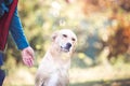 Mixed breed labrador rescue dog in autumn garden Royalty Free Stock Photo