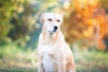 Mixed breed labrador rescue dog in autumn garden Royalty Free Stock Photo