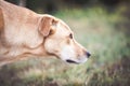 Mixed breed labrador rescue dog in autumn garden Royalty Free Stock Photo