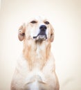 Mixed breed labrador rescue dog in autumn garden Royalty Free Stock Photo