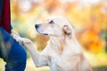 Mixed breed labrador rescue dog in autumn garden Royalty Free Stock Photo