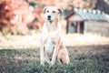 Mixed breed labrador rescue dog in autumn garden Royalty Free Stock Photo