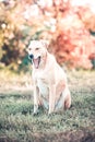 Mixed breed labrador rescue dog in autumn garden Royalty Free Stock Photo