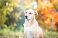 Mixed breed labrador rescue dog in autumn garden Royalty Free Stock Photo