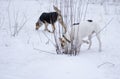 Mixed breed male and female dog search mouse holes