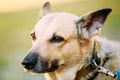 Mixed Breed Medium Size Brown Dog Close Royalty Free Stock Photo