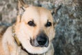 Mixed Breed Medium Size Brown Dog Close Up Royalty Free Stock Photo