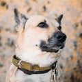 Mixed Breed Medium Size Brown Dog Close Up Royalty Free Stock Photo