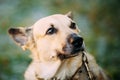 Mixed Breed Medium Size Brown Dog Close Up Royalty Free Stock Photo