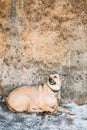 Mixed Breed Medium Size Brown Dog Close Up Royalty Free Stock Photo