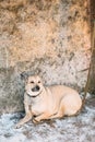 Mixed Breed Medium Size Brown Dog Close Up Royalty Free Stock Photo