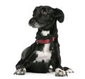 Mixed-breed, 18 months old, lying in front of white background Royalty Free Stock Photo