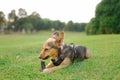 German Shepherd mix outdoors on the grass on an Autumn day, fluffy ears up