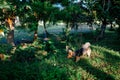 Mixed-breed multicolor dog explores a park with overgrown grass, sunlight through trees.