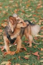 German Shepherd mix outdoor on an Autumn day, fluffy ears up