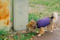 Mixed-breed multicolor dog sniffs a metal box. Animal fur black, brown, white. Medium-sized pet with violet sweater outdoor.