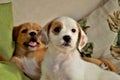 Beautiful mixed breed puppies on the couch Royalty Free Stock Photo