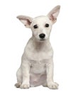 Mixed-breed puppy, 3 months old, sitting Royalty Free Stock Photo