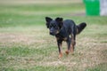 Mixed breed puppy exercise