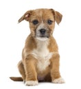 Mixed-breed puppy looking at the camera, sitting