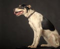 Mixed breed puppy portrait, white with a red and black dog on a dark background in the studio Royalty Free Stock Photo