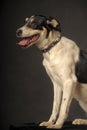 Mixed breed puppy portrait, white with a red and black dog on a dark background in the studio Royalty Free Stock Photo