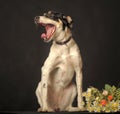 Mixed breed puppy portrait, white with a red and black dog on a dark background in the studio with flowers Royalty Free Stock Photo