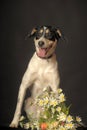 Mixed breed puppy portrait, white with a red and black dog on a dark background in the studio with flowers Royalty Free Stock Photo