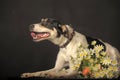 Mixed breed puppy portrait, white with a red and black dog on a dark background in the studio with flowers Royalty Free Stock Photo